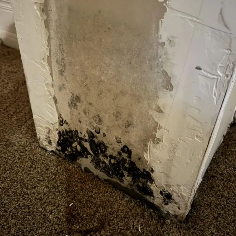 Professional Mold Removal in Trigg County, KY
